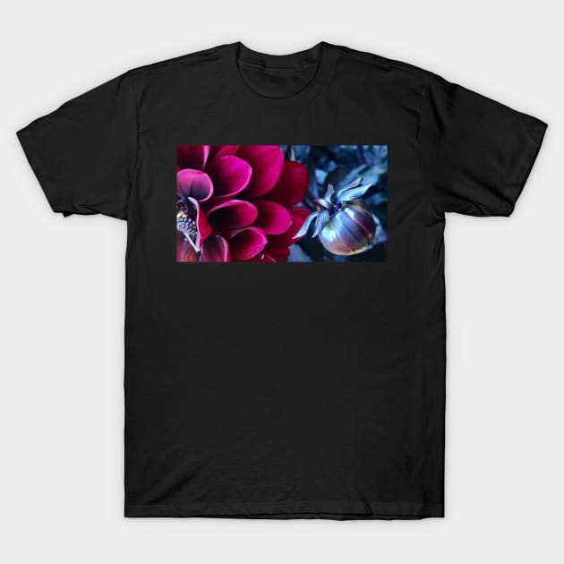 Magenta Dahlia Blossom and Bud T-Shirt by Photomersion